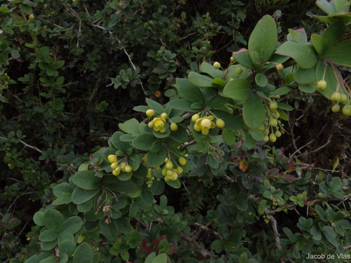 Berberis wightiana C.K.Schneid.